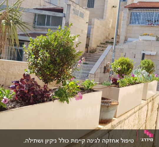 עציצים עם צמחים ירוקים ופרחים על קיר אבן